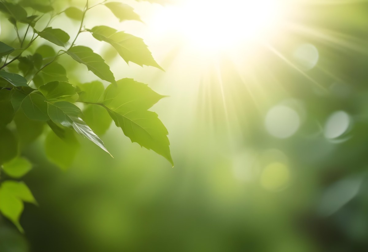Green Leaves With Sunlight Shining Through Blurred Background 7 7b97