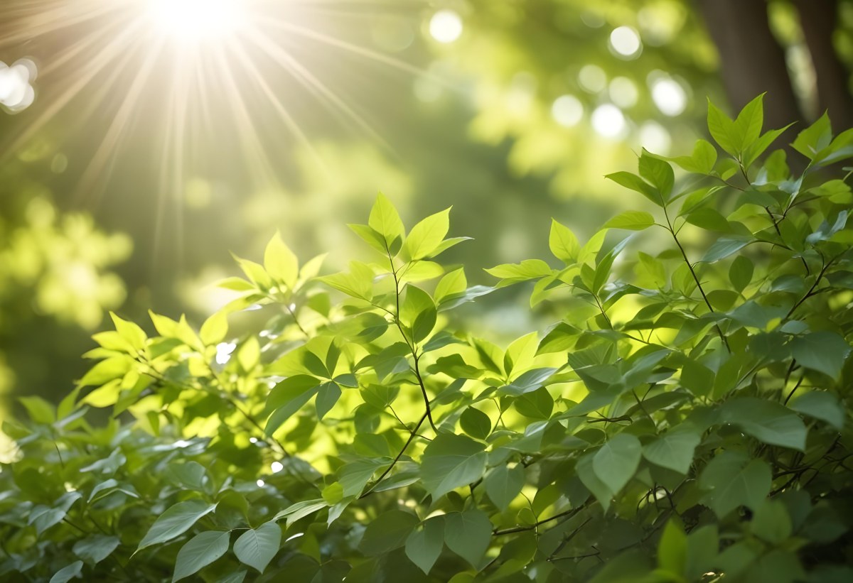 Green Leaves With Sunlight Shining Through Blurred Background 9 D251