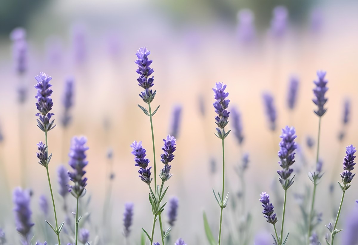 Lavender Flowers In A Field With A Soft Blurred Background 6 2a79
