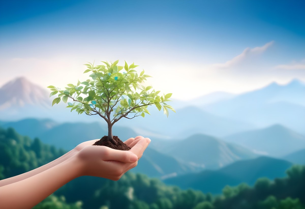 Light Skinned Hands Holding A Small Tree With Blue Leaves And Brown Soil Soft Focus Background With Mountains And Blue Sky 9 3555