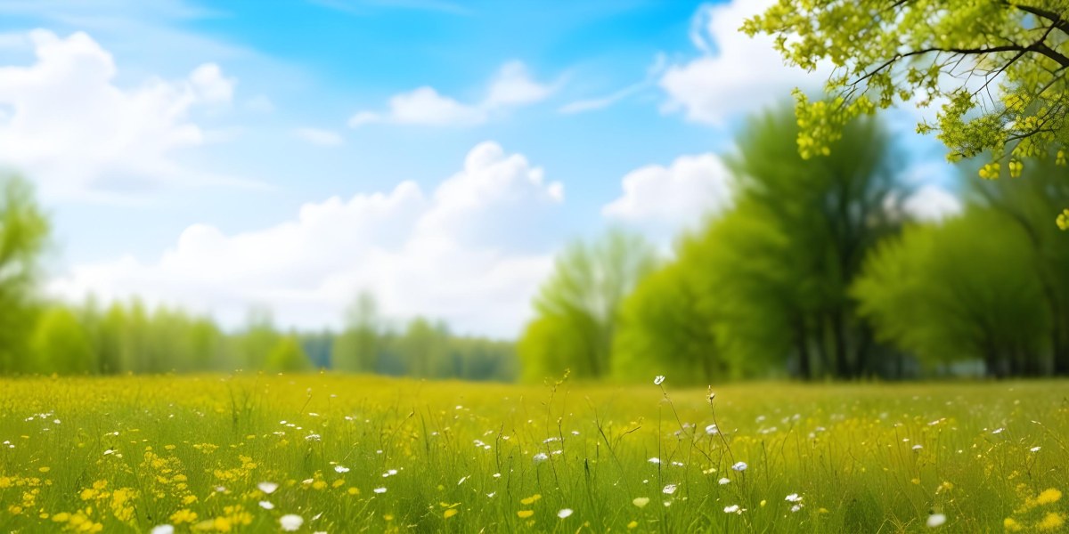 Meadow With White Flowers Yellow Grass Blue Sky With White Clouds And Yellow Trees In The Background 44 5320