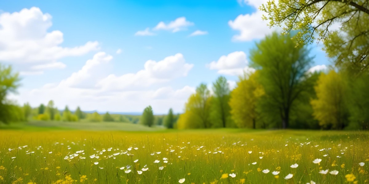 Meadow With White Flowers Yellow Grass Blue Sky With White Clouds And Yellow Trees In The Background 7 F5b0