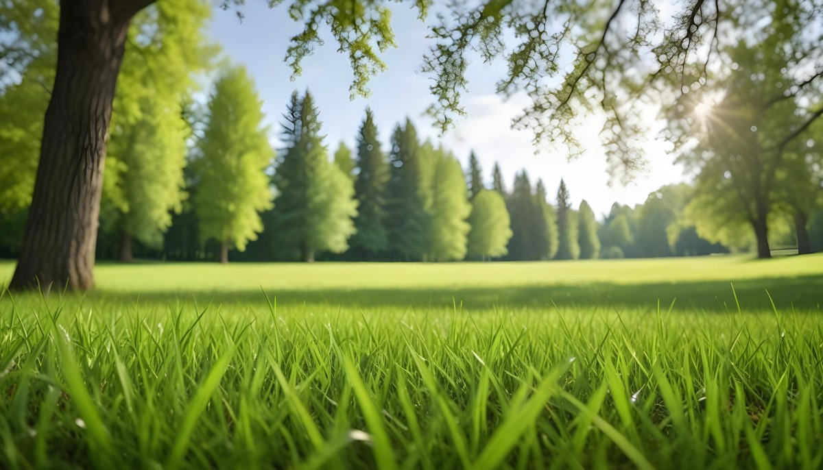 Oil Painting Green Grass In The Foreground Out Of Focus Trees And Sky In The Background Bright And Sunny Day Nature Creative Extremely Detailed Brush Stroke 24 6166