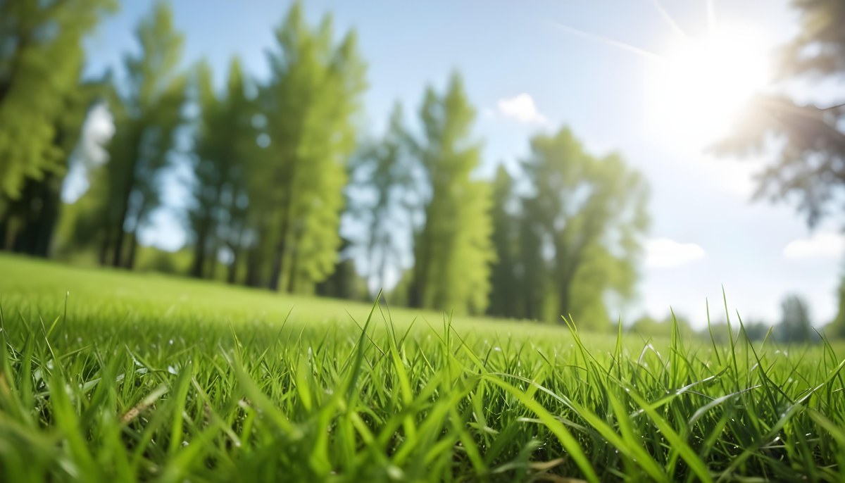 Oil Painting Green Grass In The Foreground Out Of Focus Trees And Sky In The Background Bright And Sunny Day Nature Creative Extremely Detailed Brush Stroke 41 A117