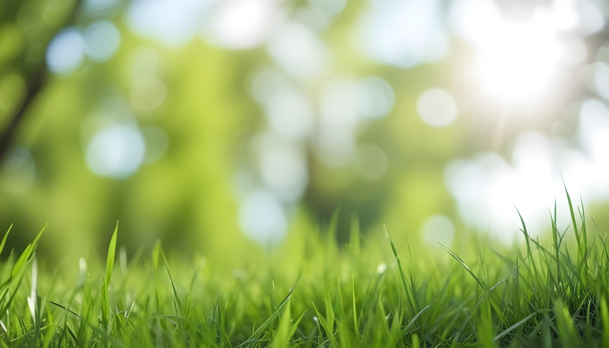 Oil Painting Green Grass In The Foreground Out Of Focus Trees And Sky In The Background Bright And Sunny Day Nature Creative Extremely Detailed Brush Stroke 8 661a