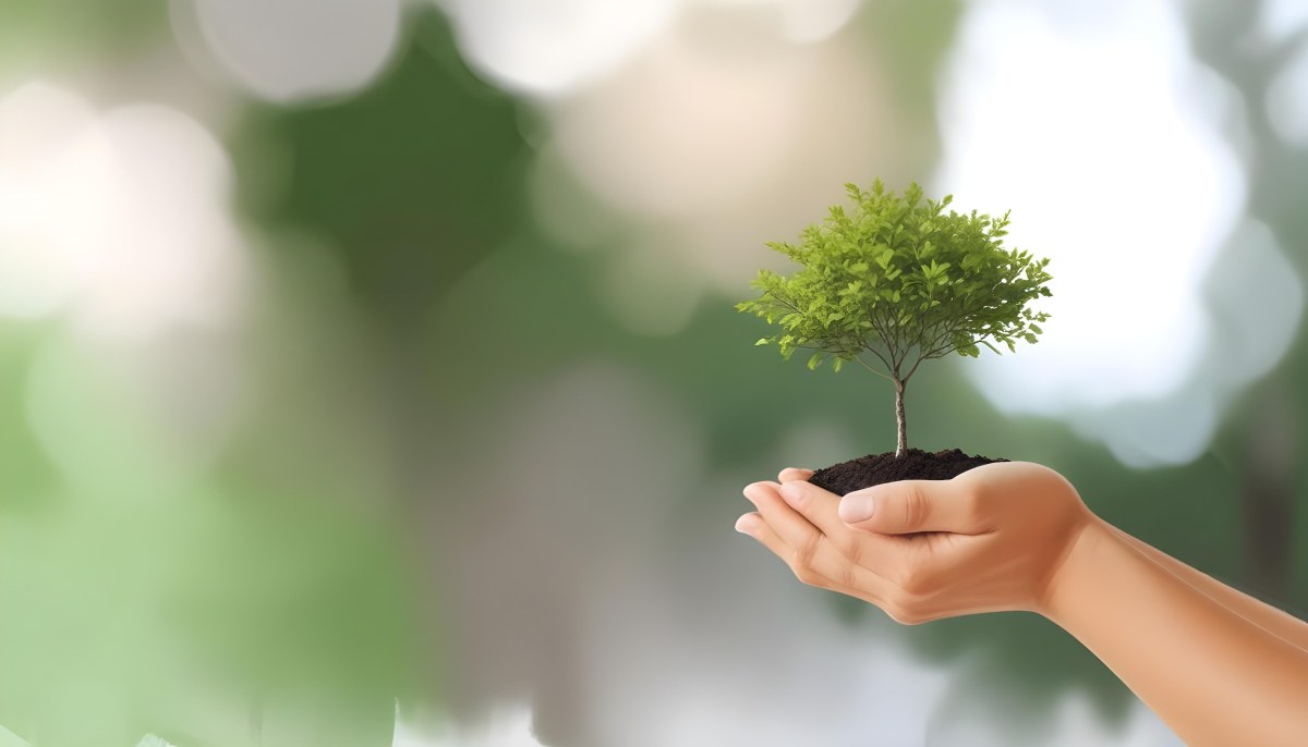 Two Hands Holding A Small Tree With Green Leaves And White Soil Blurred Green And White Background 11 3930