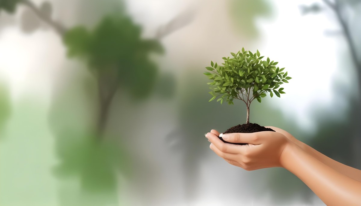 Two Hands Holding A Small Tree With Green Leaves And White Soil Blurred Green And White Background 14 06e2