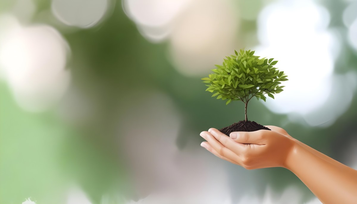Two Hands Holding A Small Tree With Green Leaves And White Soil Blurred Green And White Background 16 4d2e