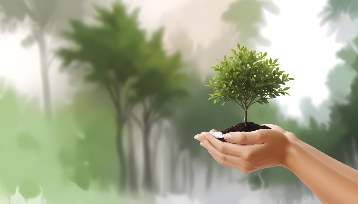 Two Hands Holding A Small Tree With Green Leaves And White Soil Blurred Green And White Background 16 5fca