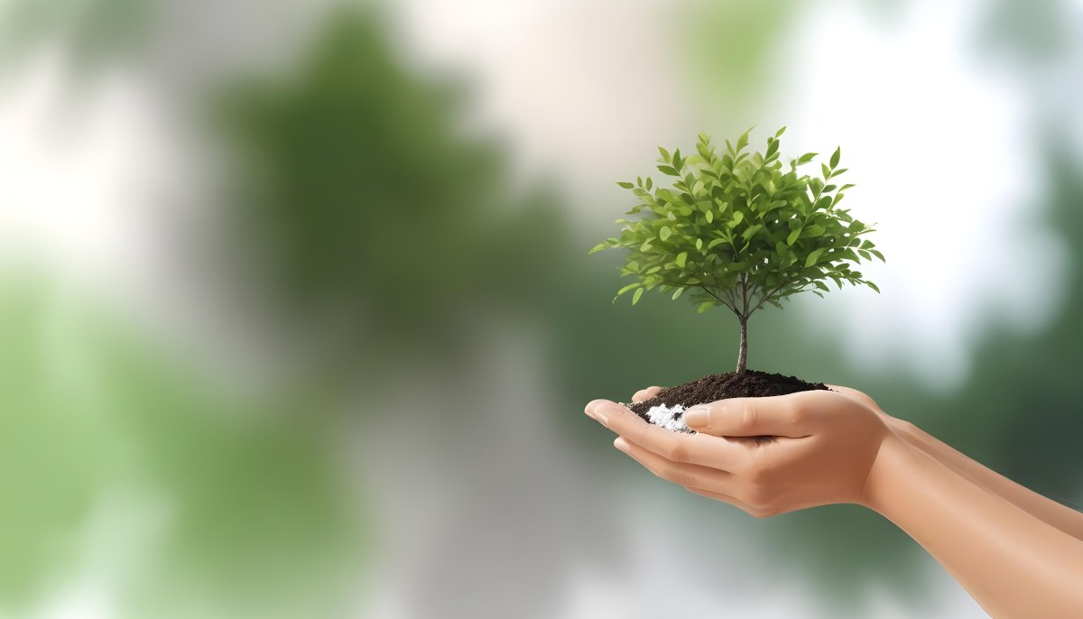 Two Hands Holding A Small Tree With Green Leaves And White Soil Blurred Green And White Background 2 4c77