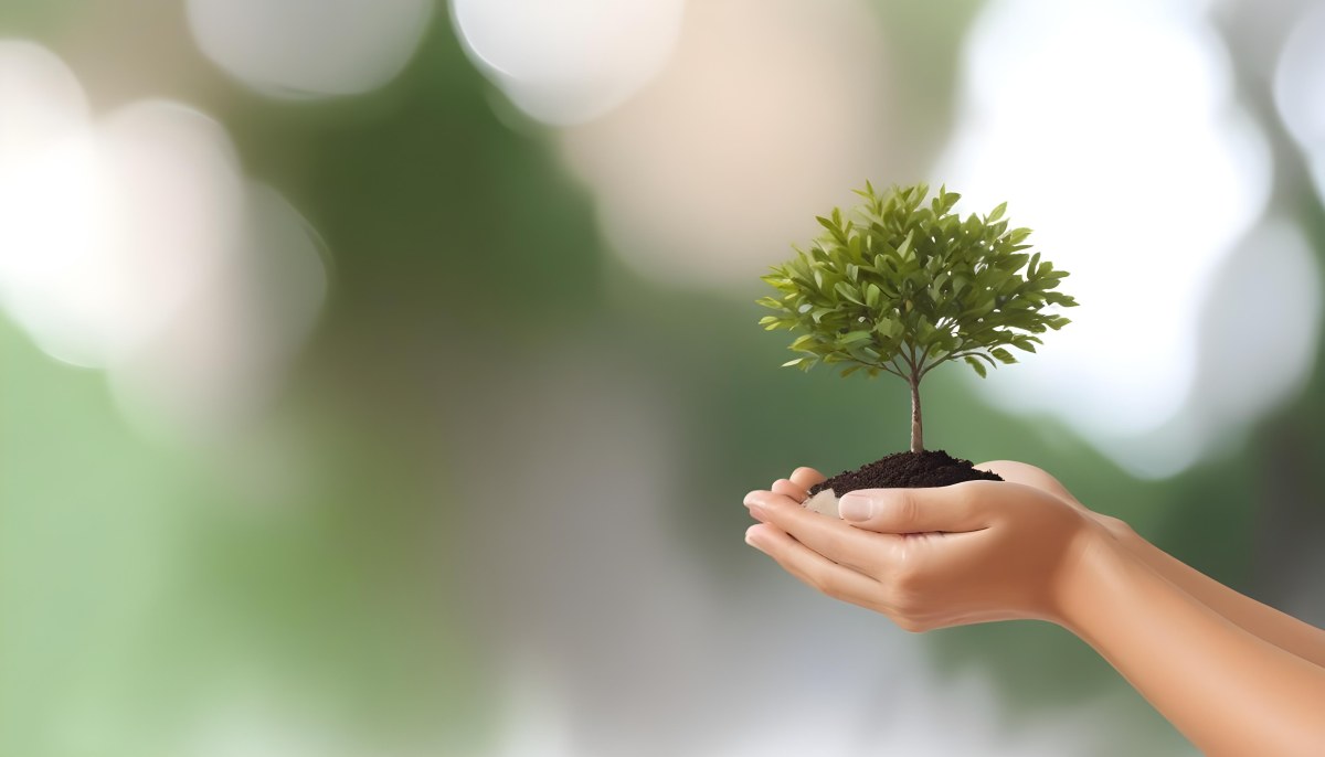Two Hands Holding A Small Tree With Green Leaves And White Soil Blurred Green And White Background 6 D75d