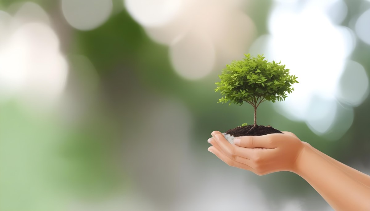 Two Hands Holding A Small Tree With Green Leaves And White Soil Blurred Green And White Background 7 5640