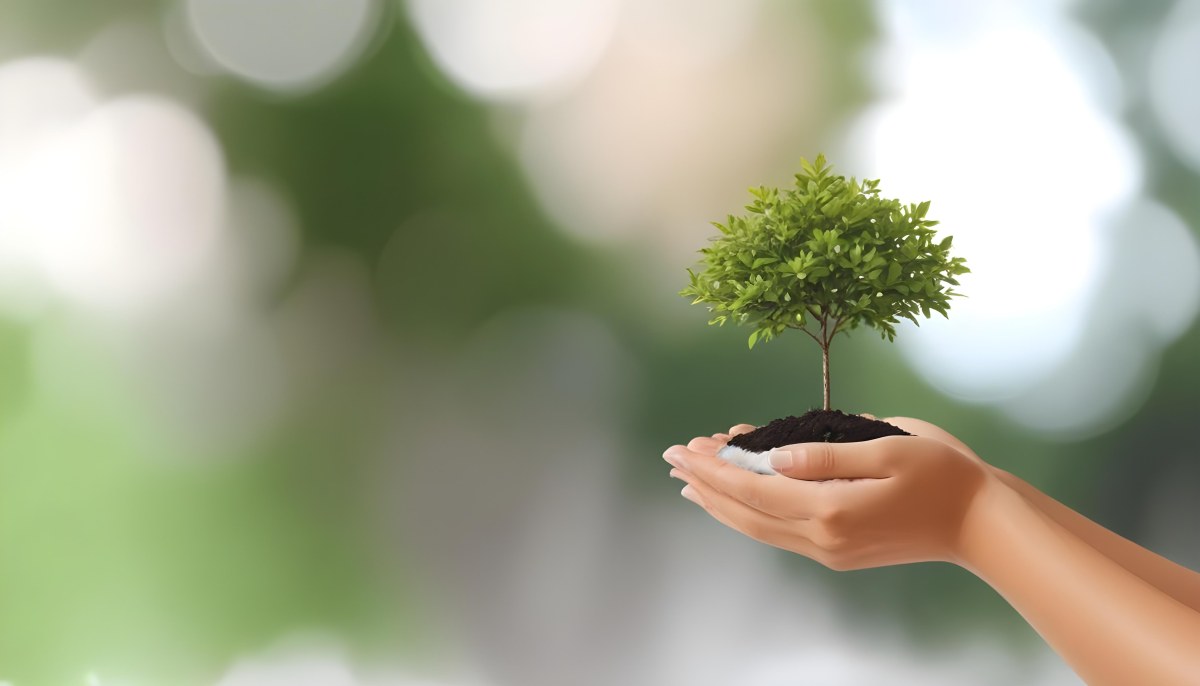 Two Hands Holding A Small Tree With Green Leaves And White Soil Blurred Green And White Background 8 2c47