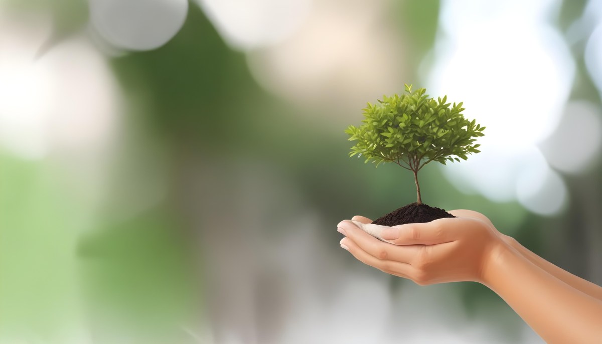 Two Hands Holding A Small Tree With Green Leaves And White Soil Blurred Green And White Background 9 09c1