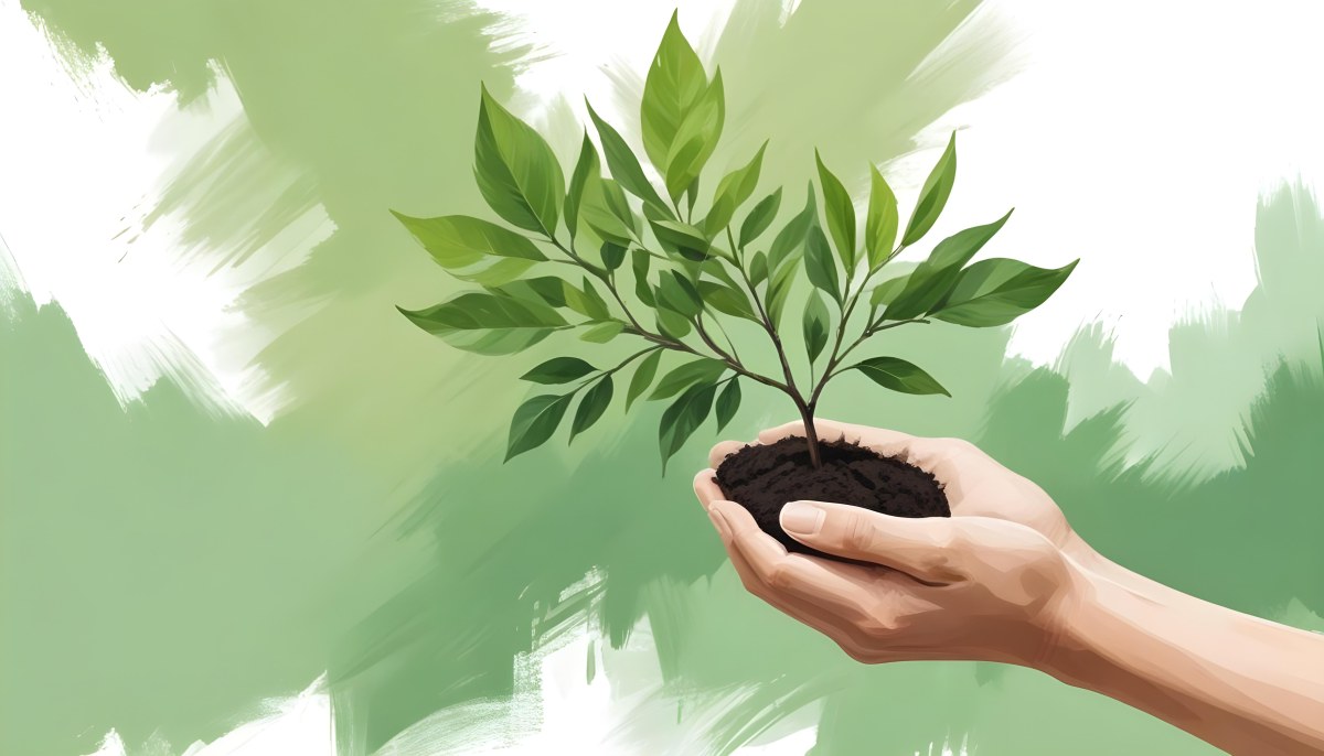 Two Hands Holding A Small Tree With Green Leaves And White Soil Blurred Green And White Background 9 645d