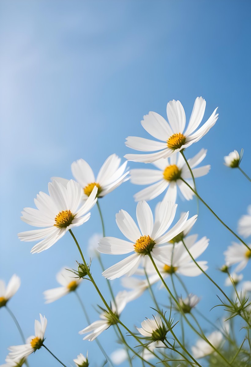 White Cosmos Flowers Against A Blurred Blue Sky Background 26 9cbc