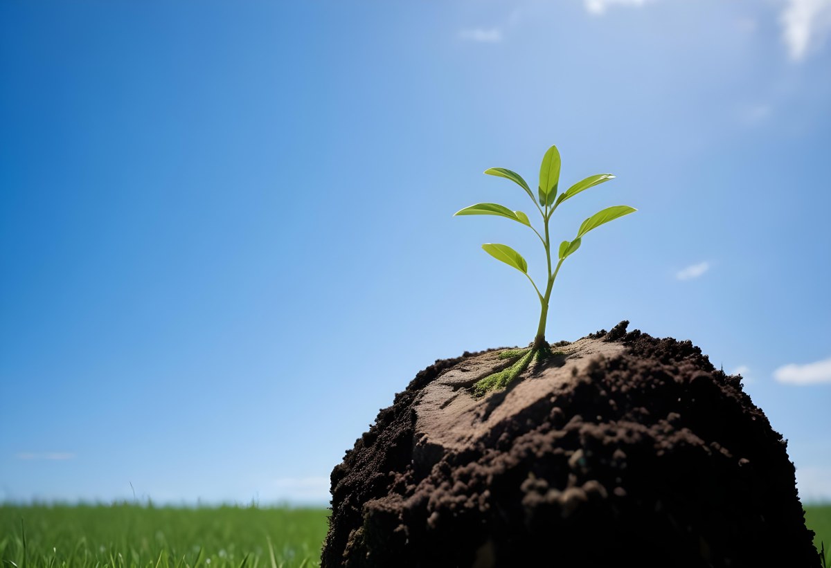 A Small Green Plant Growing On Top Of The Earth With A Blue Sky And Green Grass In The Background 11 Aa73