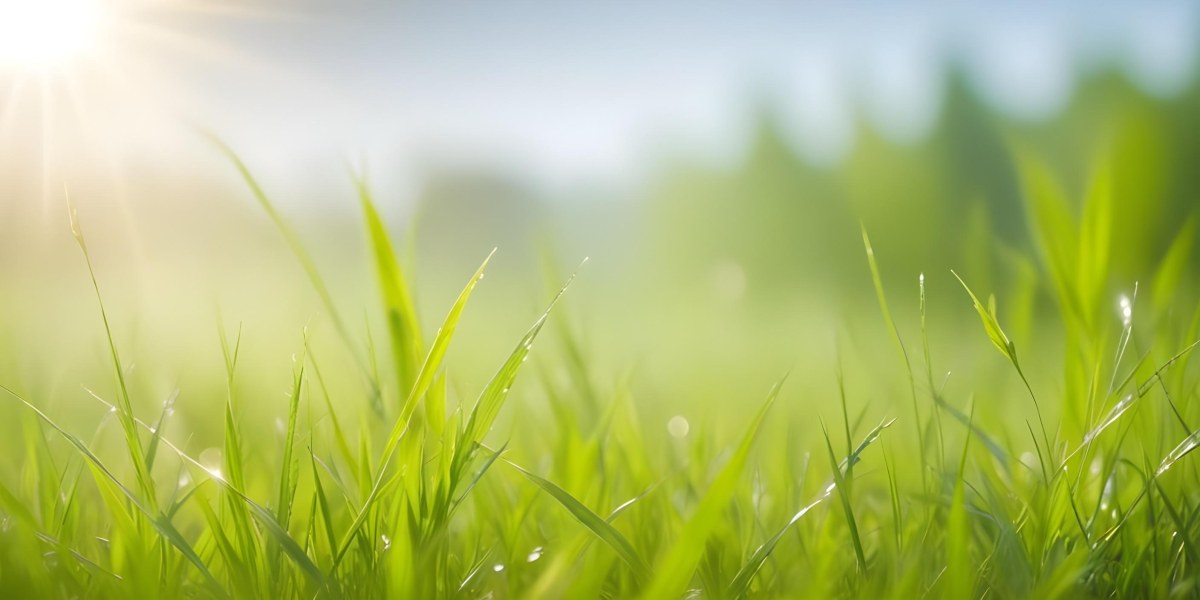 Blurred Green Grass And Foliage With A Bright Hazy Sky In The Background 10 349e