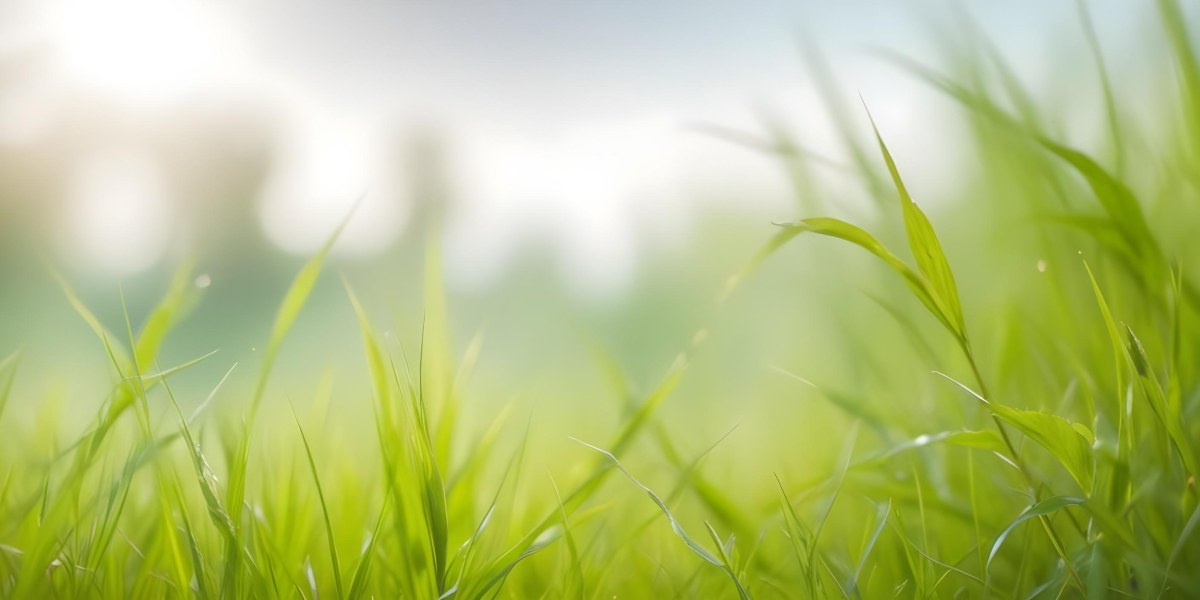 Blurred Green Grass And Foliage With A Bright Hazy Sky In The Background 19 C878