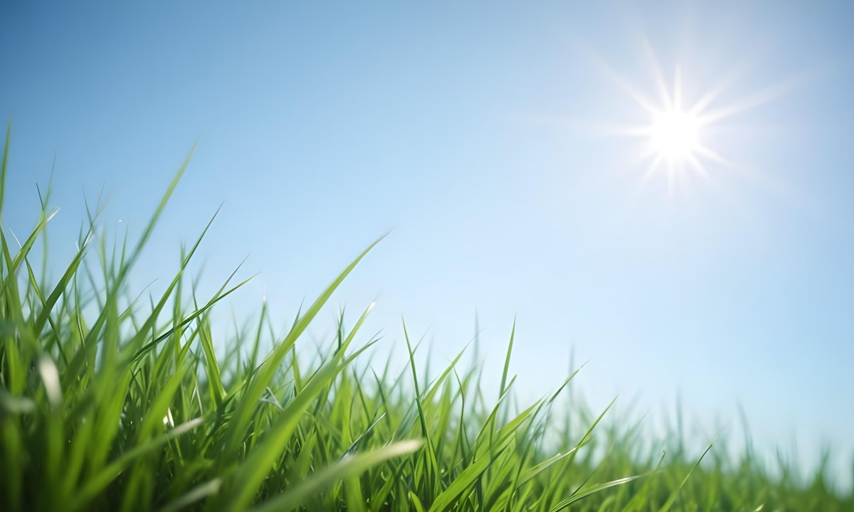 Blurred Green Grass Field With A Clear Blue Sky In The Background 10 F66f