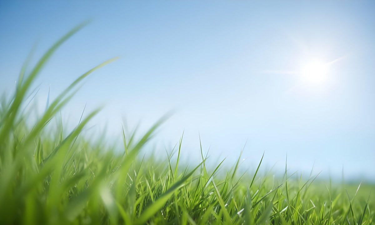 Blurred Green Grass Field With A Clear Blue Sky In The Background 14 0380