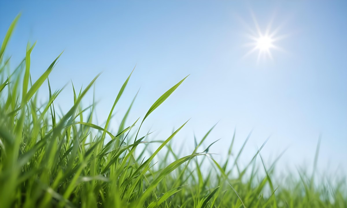 Blurred Green Grass Field With A Clear Blue Sky In The Background 16 0c7a
