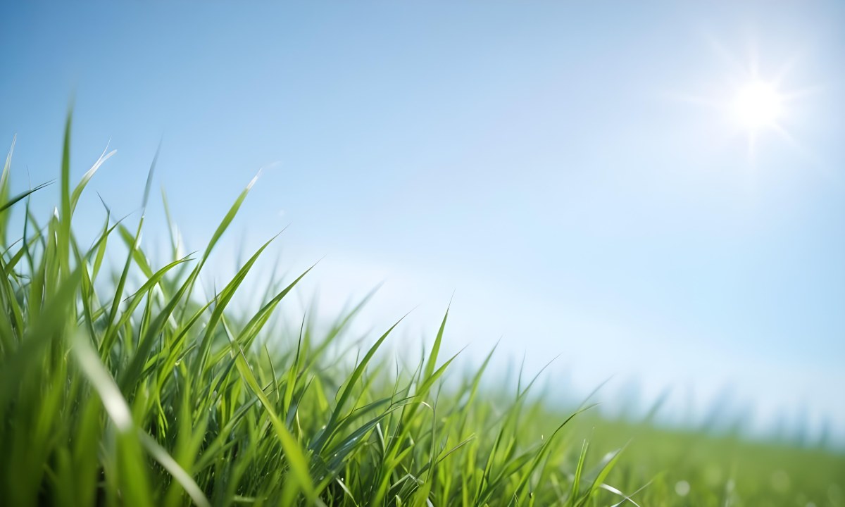 Blurred Green Grass Field With A Clear Blue Sky In The Background 3 053d
