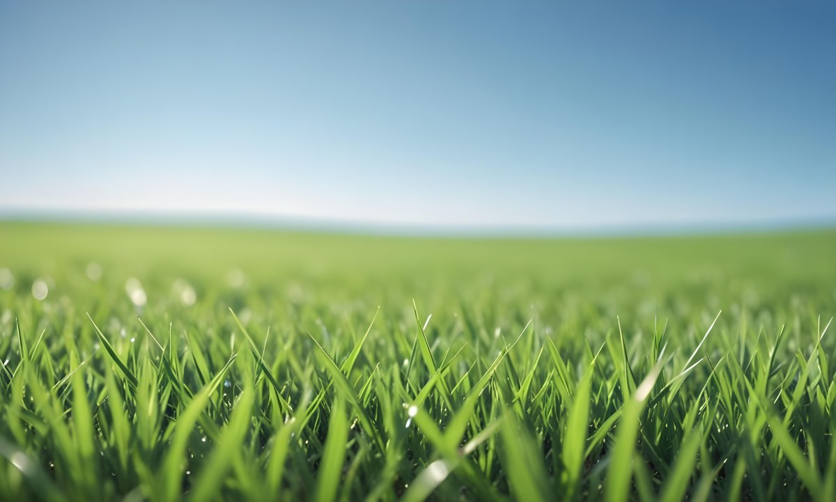 Blurred Green Grass Field With A Clear Blue Sky In The Background 4 1501