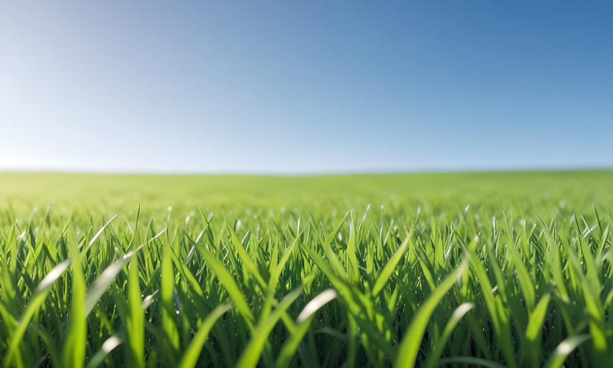 Blurred Green Grass Field With A Clear Blue Sky In The Background 5 0680