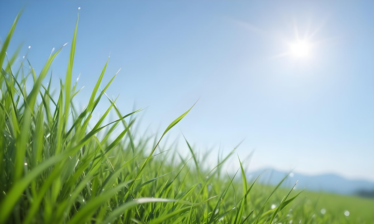Blurred Green Grass Field With A Clear Blue Sky In The Background 6 257b