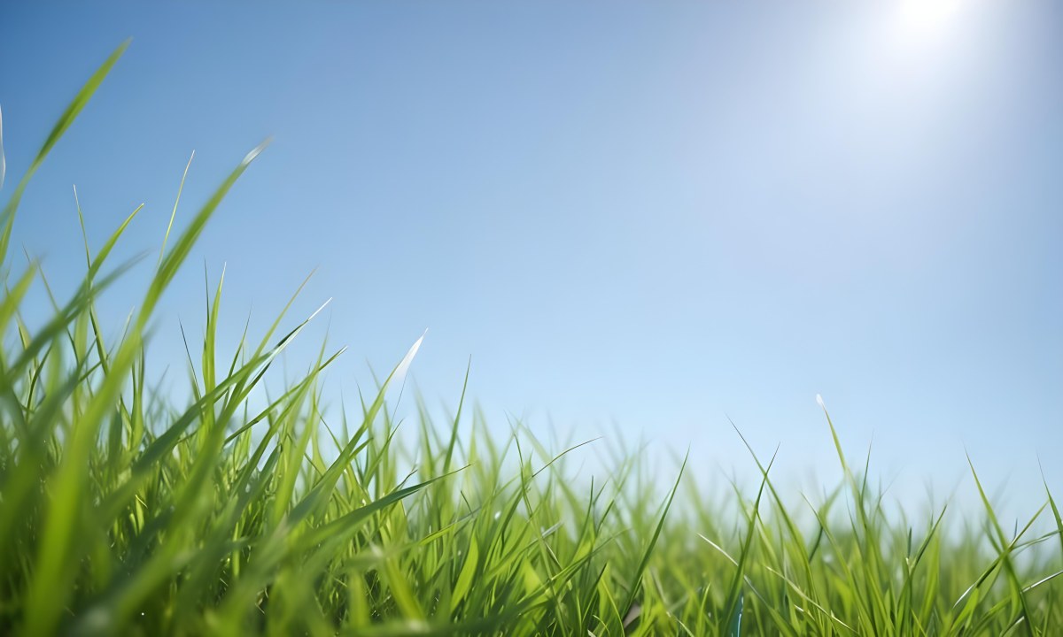 Blurred Green Grass Field With A Clear Blue Sky In The Background 7 0d87