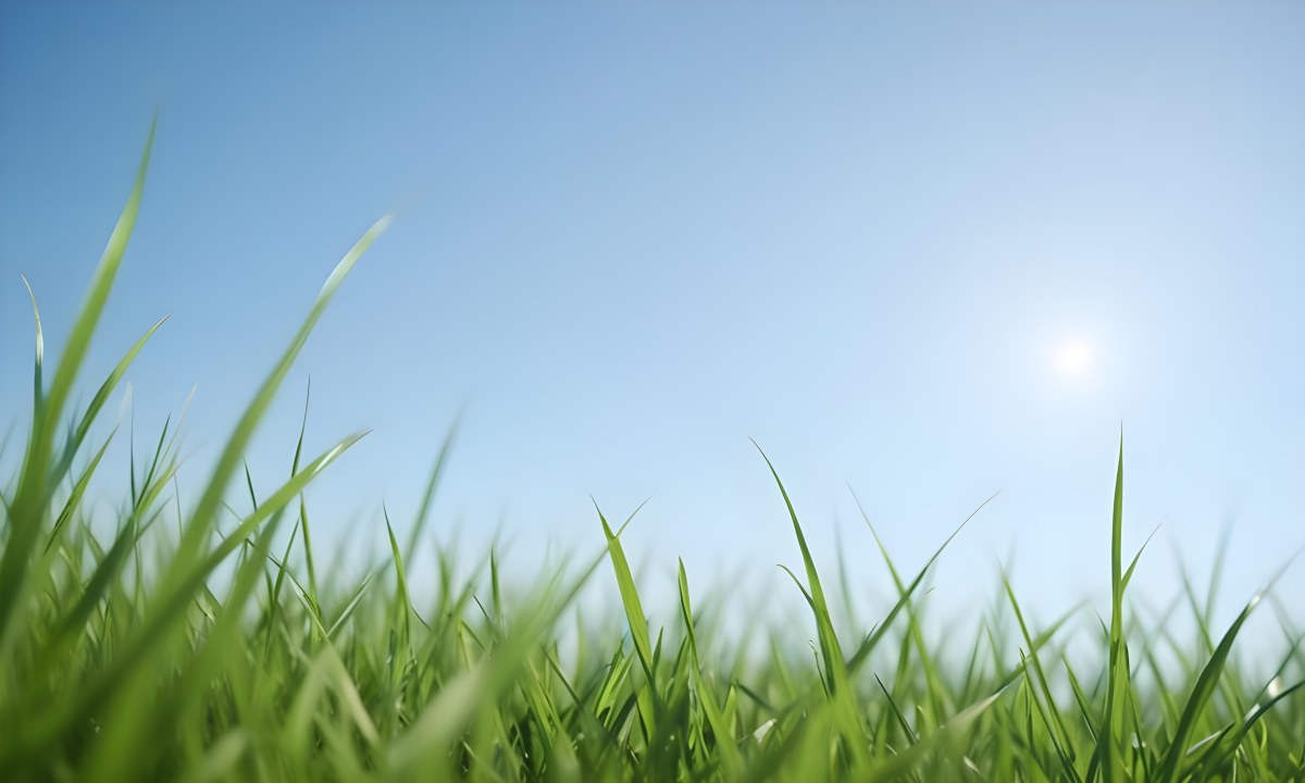 Blurred Green Grass Field With A Clear Blue Sky In The Background 8 Ead8