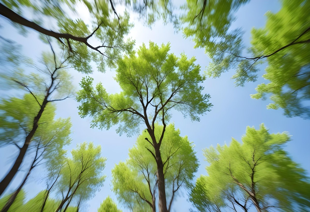 Blurred Image Of Green Trees With A Blue Sky In The Background Natural Light Natural Colors Out Of Focus Nature Photography 1 3162