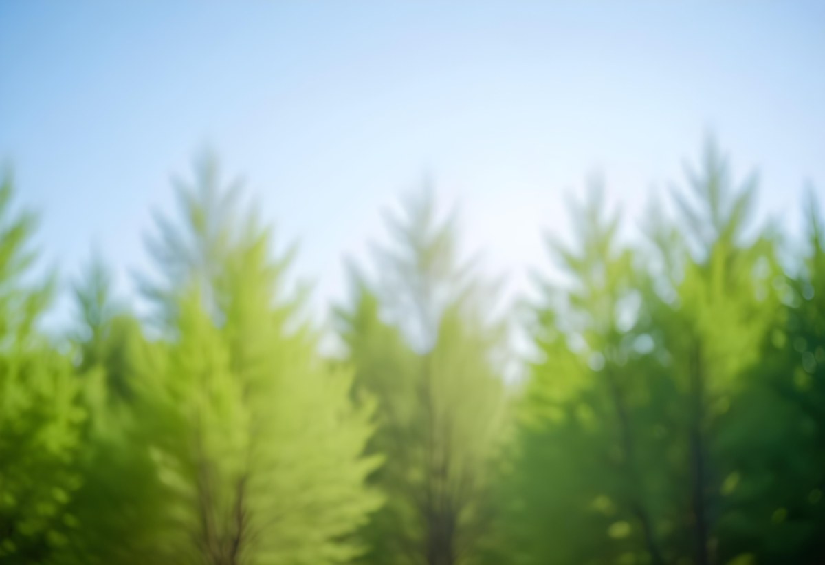 Blurred Image Of Green Trees With A Blue Sky In The Background Natural Light Natural Colors Out Of Focus Nature Photography 10 23dc