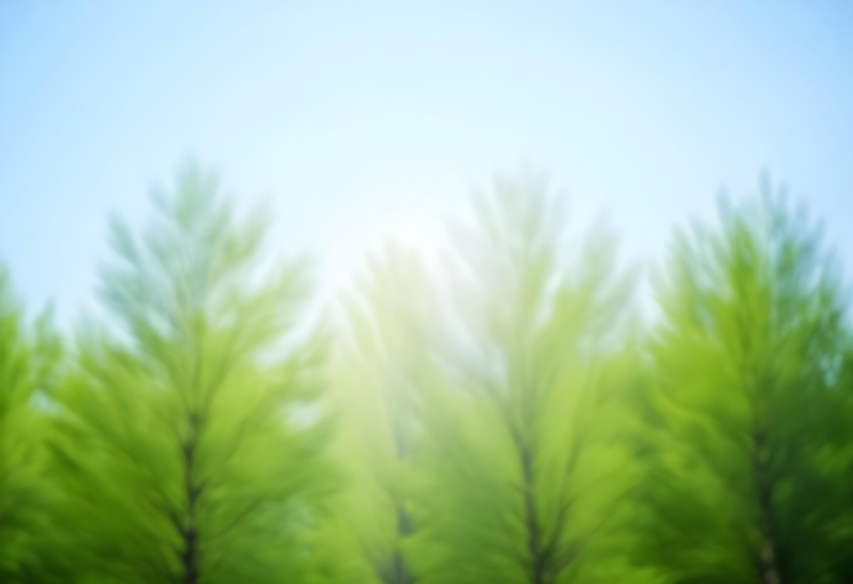 Blurred Image Of Green Trees With A Blue Sky In The Background Natural Light Natural Colors Out Of Focus Nature Photography 23 F6dd