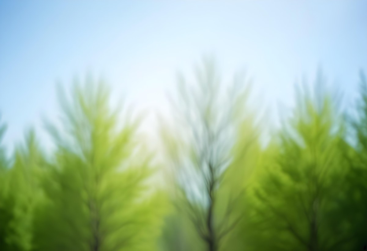 Blurred Image Of Green Trees With A Blue Sky In The Background Natural Light Natural Colors Out Of Focus Nature Photography 27 45e9