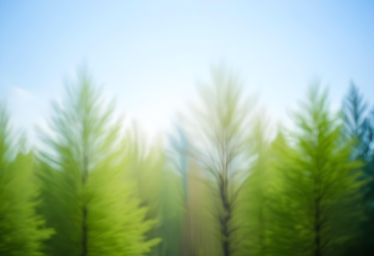 Blurred Image Of Green Trees With A Blue Sky In The Background Natural Light Natural Colors Out Of Focus Nature Photography 30 32be