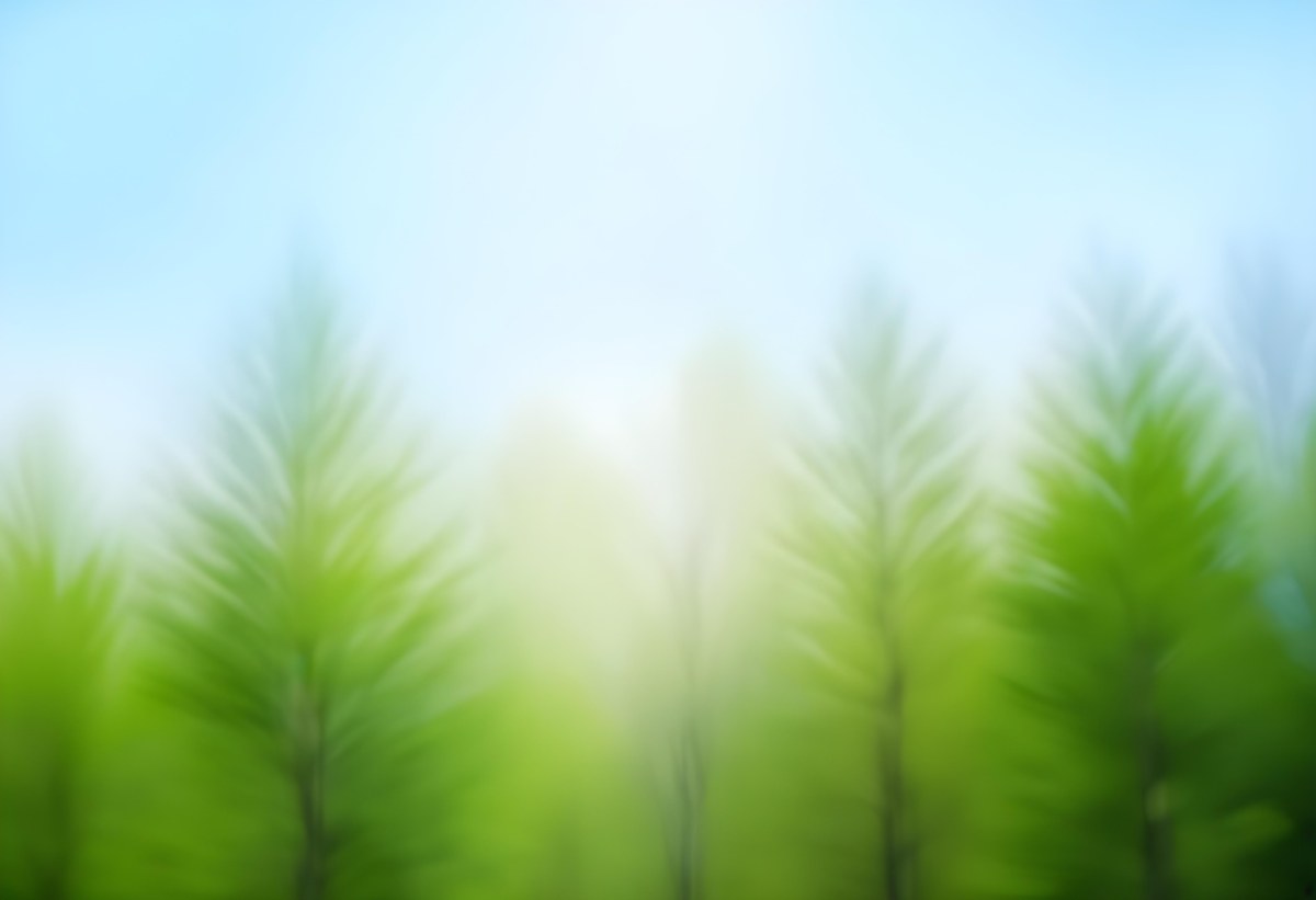 Blurred Image Of Green Trees With A Blue Sky In The Background Natural Light Natural Colors Out Of Focus Nature Photography 31 0fa4