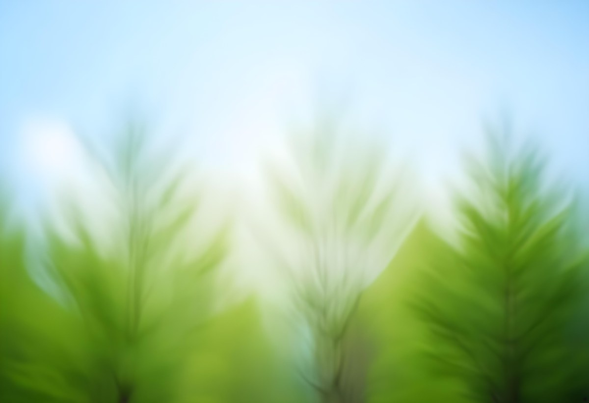 Blurred Image Of Green Trees With A Blue Sky In The Background Natural Light Natural Colors Out Of Focus Nature Photography 32 6063