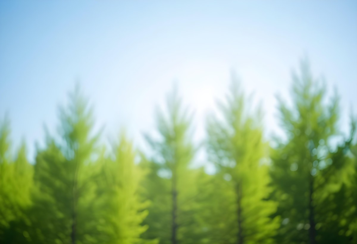 Blurred Image Of Green Trees With A Blue Sky In The Background Natural Light Natural Colors Out Of Focus Nature Photography 33 E146