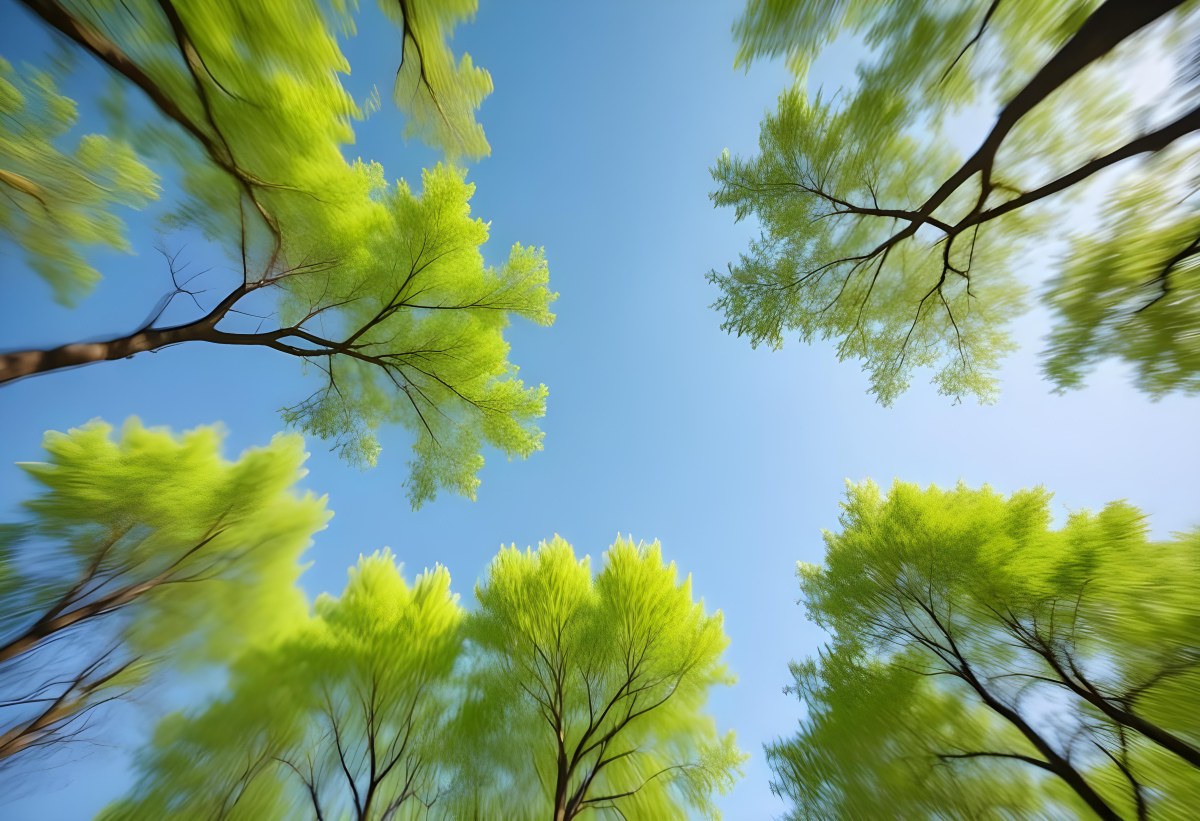 Blurred Image Of Green Trees With A Blue Sky In The Background Natural Light Natural Colors Out Of Focus Nature Photography 4 Fd7d