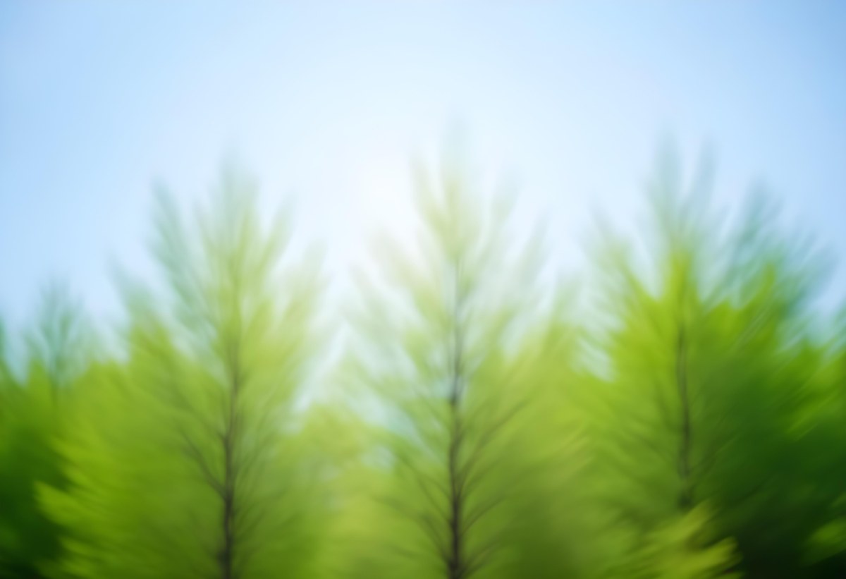 Blurred Image Of Green Trees With A Blue Sky In The Background Natural Light Natural Colors Out Of Focus Nature Photography 6 82c4