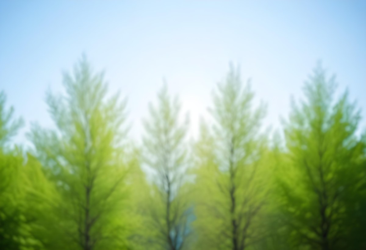 Blurred Image Of Green Trees With A Blue Sky In The Background Natural Light Natural Colors Out Of Focus Nature Photography 8 590f