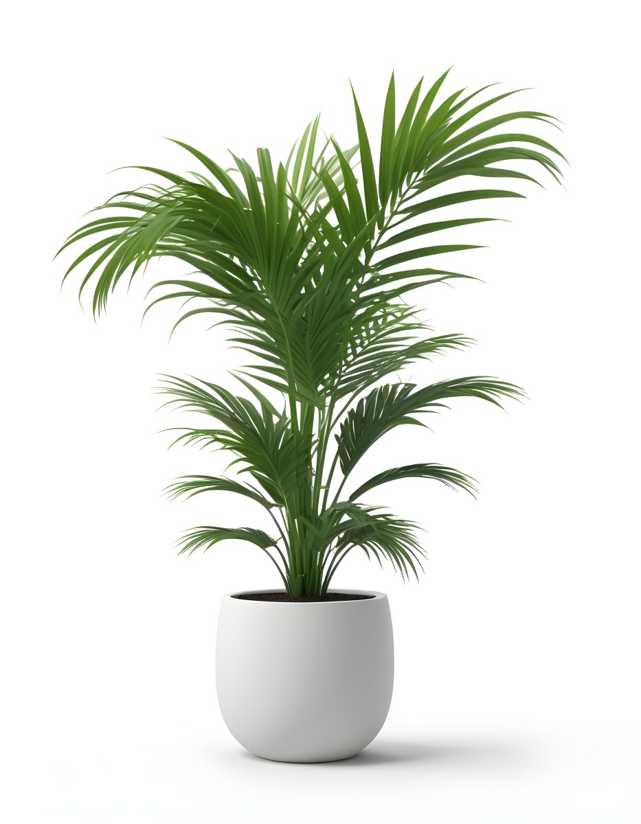 3d Model A Green Areca Palm Plant In A White Pot The Background Is Plain White The Plant Is Lush And Healthy The Pot Is Simple And Modern Figure Octane Render Volumetric Highly Detailed Videogame Aesthetic 6 86ad