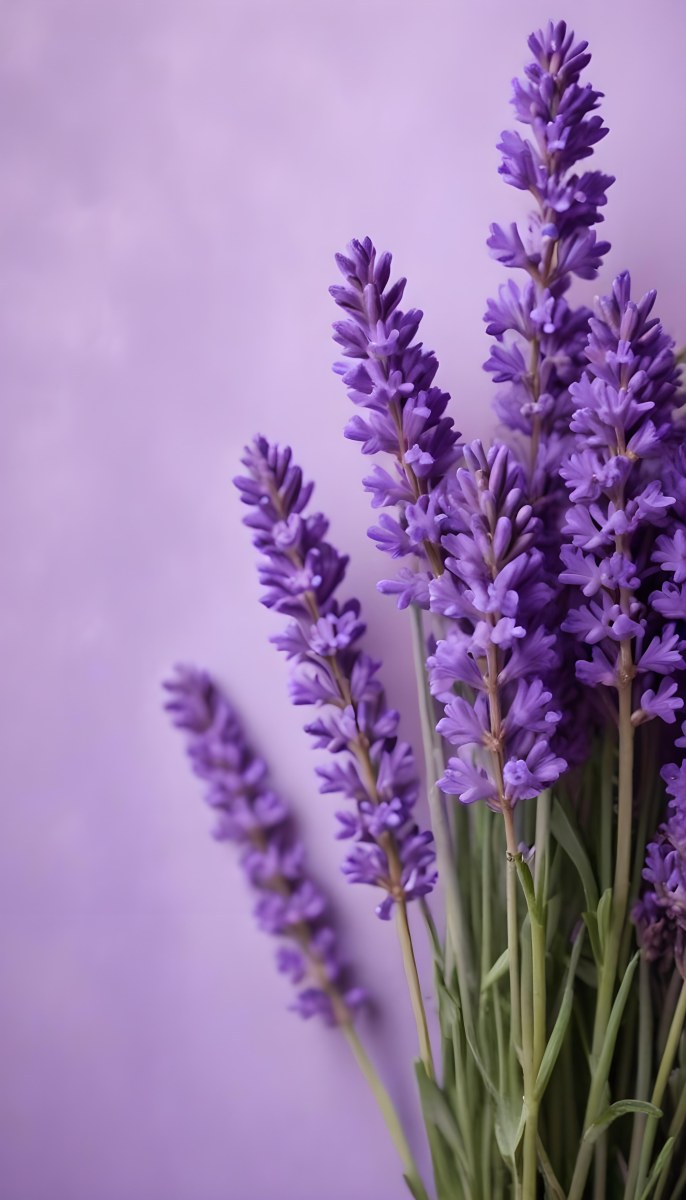 A Bouquet Of Purple Lavender Flowers Against A Soft Purple Background 34 53ee