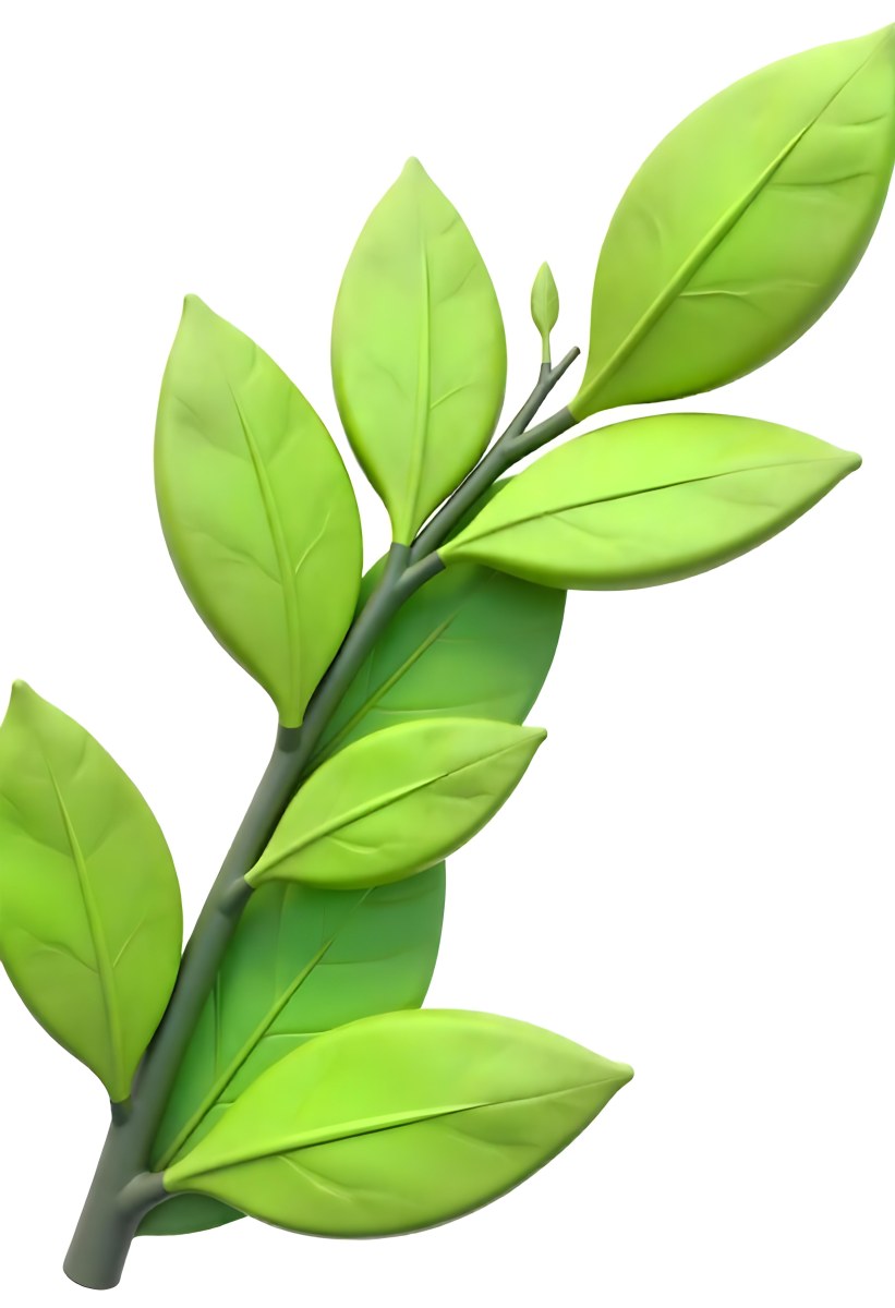A Branch With Bright Green Leaves The Leaves Are Elongated And Have A Smooth Texture The Background Is Plain White 12 4498