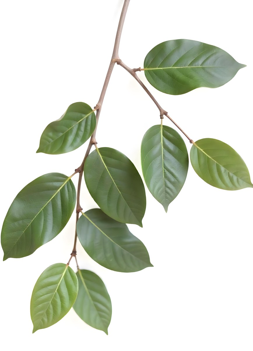 A Branch