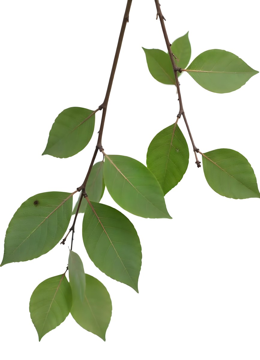 A Branch With Green Leaves The Leaves Are Oval Shaped And Have A Smooth Texture The Background Is Green 12 A1f1
