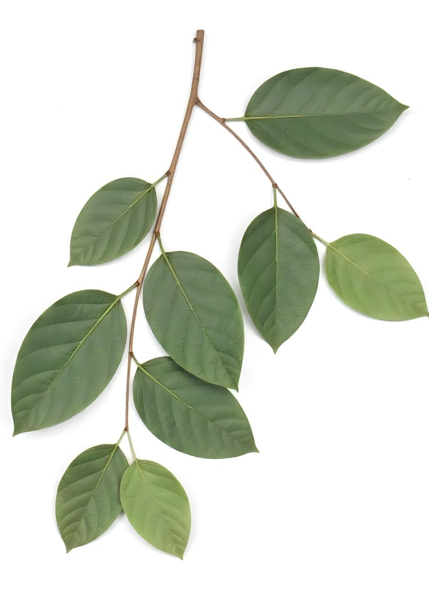 A Branch With Green Leaves The Leaves Are Oval Shaped And Have A Smooth Texture The Background Is Green 14 D8db
