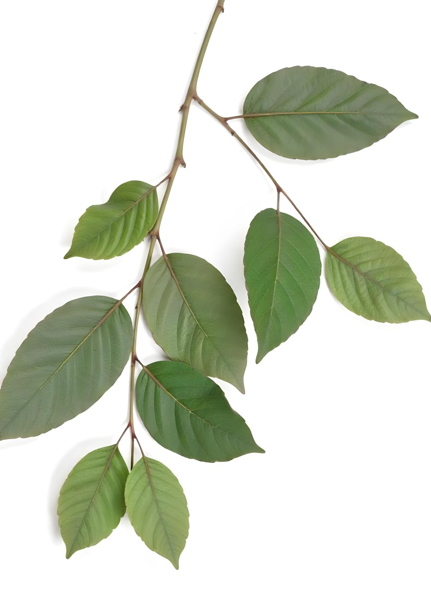 A Branch With Green Leaves The Leaves Are Oval Shaped And Have A Smooth Texture The Background Is Green 18 4e53